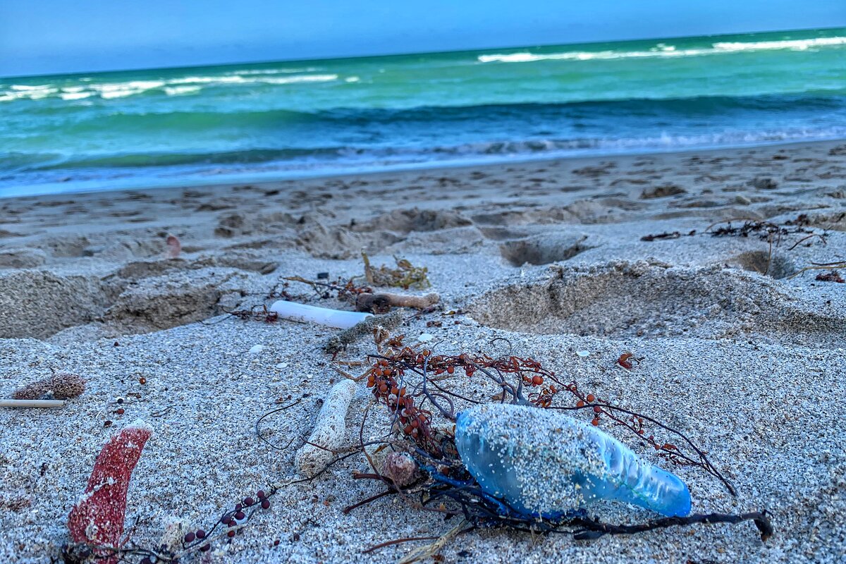 Portuguese Man-of-War washed up on a beach